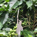 Costa Rica Kaffeeplantage