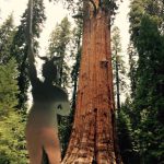 Sequoia National Park, California USA
